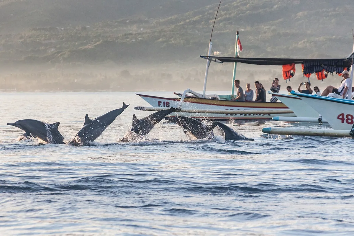 dolphins in Lovina